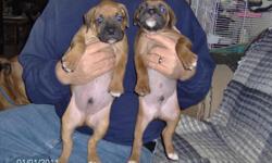 AKC boxer pups. Born 10/21/10. 2 males, 4 females. fawns and mahoganys with black masks. Sire Chief G.I.Joe. Dame has Champion Benchmark bloodline. Bred to old world standards.
