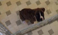 These are 100 percent purebred Boxers,, with akc papers, vet health checked and certified.&nbsp;8 weeks old. If interested call or .. We are RJz Boxer Kennel!!&nbsp;&nbsp;&nbsp;