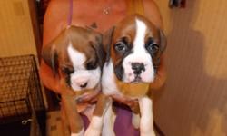 100 percent purebred Boxer pups. Vet checked and certified Healthy.&nbsp;8 weeks old and ready to go. Parents on site. Call -- or --