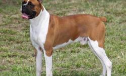 Miami's Royal Design, "Kaylo" at stud. He is an 83lb, ultra-flashy,&nbsp;deep fawn with Champion lines. ARVC Negative. Located in Ocala, Fl. Phone calls or text messages only. (352)620-5278. More pics and info at Mysticrayneboxers.com