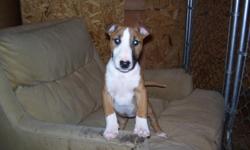 RED AND WHITE FEMALE AKC BULL TERRIER PUP 3 MONTHS OLD