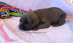 We have Cane Corso female puppies... They come with their tails docked, dew claws removed, AKC paperwork, 8 week vaccinations, dewormed, 12 month health guarantee, microchipped with microchip registration. They were born June 5, 2014 and will be able to
