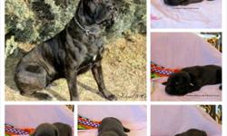 We have Cane Corso Puppies... All our puppies come with a 12 month health guarantee and microchipped with microchip registration. Your puppy will also come with tail docked, dew claws removed, 8 week vaccinations and dewormed. All our puppies are 1,350