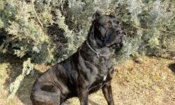 Cane Corso litter expected to deliver in Jan. Find out how you can reserve you puppy on our upcoming litter by going to our main website www.kloud9canecorso.com.
All our puppies come with their tails docked, dewormed, 8 week vaccinations, dew claws