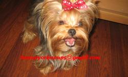 We have an AKC Champion Grandsired Yorkshire Terrier female for sale with round eyes, cute doll face, and a beautiful thick silky coat. She is 20 mths old (DOB 8/11/09), blue & gold, and is a proven breeder. LEILA weighs about 3 1/2 lb and has never had a