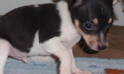 Beautiful Champion Pedigree toy fox terrier available ...
Have a one year old female, her name is Monkey she is available to a good pet home, she has been shown but has stayed really small ( under 5 pounds) she is potty pad broke and current on shot ....
