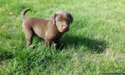 AKC chocolate and sliver frosted chocolate Labrador Retriever Puppies. I have 2 females left. They will be ready to go to their new homes this Saturday April 12th 2014. Just in time for Easter! We have already started working with them on being potty