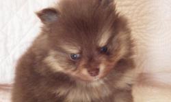 AKC CHOCOLATE/TAN POMERANIAN PUPPIES 1M1 F available. Raised underfoot & Socialized,these babies have been Vetted,Vaccinated and Wormed. They will be ready to go Valentines Day.... They have short wide muzzles,tiny ears and Nice thick coats. Very