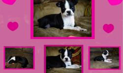 AKC & CKC Boston Terrier puppies. We are now accepting deposits on available puppies and upcoming litters. Raised in our home with love and children.Our dogs and puppies are apart of our family. We have been raising quality puppies for over thirteen