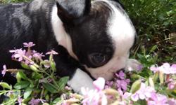 AKC & CKC Boston Terrier puppies. We are now accepting deposits on upcoming litters. Raised in our home with love and children.Our dogs and puppies are apart of our family. We have been raising quality puppies for over fifteen years.Dew claws removed, vet