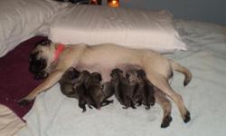 Gorgeous Well marked fawn pug puppies only 4 weeks 2 Boys 6 girls 3 girls already spoken for We are a retired couple&nbsp;Podiatrist and nurse who raise 2 litters only per year in our home Our babies are meticulously nurtured well socialized with adults