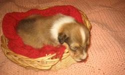 HEATHLAND COLLIES HAS ONE CUTE COLLIE PUPPY BORN MAY 14, 2014. &nbsp;HE WILL BE RAISED IN MY HOME WITH LOTS OF TLC. &nbsp;I HAVE TWO LITTERS A YEAR AND BREED FOR HEALTH RATHER THAN SHOW. &nbsp;I WILL BE HAPPY TO SEND PICTURES AND REFERENCES ON REQUEST.