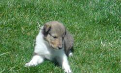 Feel free to visit our website at http://c.websiteanimal.com&nbsp; or contact us at 1-719-568-1400.&nbsp; Normal-Eyed AKC Limited Rough Collie Puppies...Similar&nbsp;look to&nbsp;Lassie...Champion-Line.&nbsp; The attached photos&nbsp;are of the Lacy(one