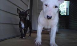 i have a akc registered english bull terrier he is 8 weeks old. very playful and sweet. he is potty trained and very smart. up to date on his shots. im asking 950 obo give me a call 5045816222 ask for alex thank you.