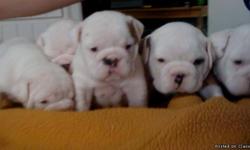beautiful AKC ENGLISH BULLDOG PUPPIES 5 WEEKS OLD taking deposits reserve yours now i have 3 females 4 males 4 are all white and 2 are red and white and brindle they are show champion blood lines or pets, with great pedigees,parents on site they all come