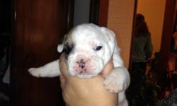 Puppy arrival July 17th for the English Bulldog "Tatiana" &nbsp;!! &nbsp; Taking reservations for babies. &nbsp;Mother white with fawn spots and brown eye. &nbsp; Male lots of brown &nbsp;Akc stud from East TN kennel over 27 years in business. &nbsp;Males