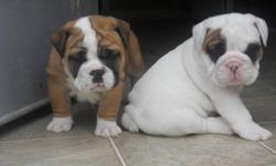 Available male and female english bulldog puppies ready for adoption. the puppies are 14 weeks old, they are vaccinated and registered, they have a microchip, pedigree, health certificates and they are very friendly to children and other home pets, for