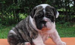 AKC English Bulldog Puppies Available !! http://bulldogszone.hpage.com/&nbsp; Text (586) 315-3974 . Our puppies are are well brought up and are house and potty trained. They will be coming to you full health registered with the AKC and will be updated