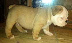 AKC registerd Bulldog puppies, show quality. Champion in bloodline.&nbsp; Puppies are now 7 weeks old and ready for immediate take home. Going very fast, first come first serve. 3-Males and 1-Female still available, staring at $1500.00.&nbsp; Please