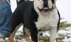 We have two rare black tri bulldog puppies, male and female, for sale. Both are sired by our black tri stud Budah. This makes these puppies very special as they are not related to most rare color bulldogs in the U.S. Both bullies have had a physical by