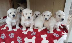 These are the most beautiful "English Golden Cream" Retrievers. &nbsp;They were born April 19th and the liter consisted of 5 males and 3 females. &nbsp;Many have already been sold and there is 1 female left 3 males. &nbsp; We've been very selective in the