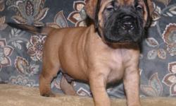 AKC English mastiff pups, apricot, fawn and 1 brindle male. All pups are hand raised in our home with our kids and other pets. They get hands on love and socialization from day 1 and come pre spoiled. Each pup comes up to date on shots and wormings with a
