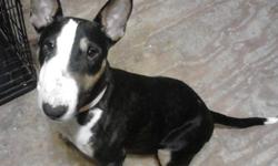 We have a 4 year old female tri colored bull terrier for sale. We purchased her with the intent to breed but she has been unsuccessful. She is a very loving and loves to give kisses, and loves to sit in your lap on her back like a baby for a belly rub.