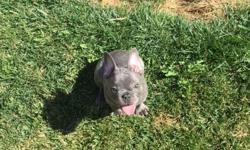 These puppy is blue. They are very playful and loving and great with kids. The father is a blue fawn male and the mother is a black brindle blue carrier. Beautiful eyes and squishy faces. They have short stocky little bodies with big fat paws. They have a