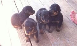 AKC registered German Rottweiler puppies. Vet checked wormed dew claws removed and tails docked. Taking deposits now to reserve your puppy. Will be ready to go on 8/13/14. Males $400 and females $500. Mom and Dad on site very loving and gentle with my