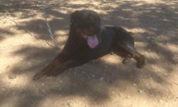 AKC German Rottweiler male with pedigree&nbsp;
call for more information