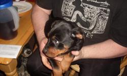 11 week old german male rottweiler puppy- dewclaws removed/ tail done 1st shots vet checked -paper trained excellent temperment-
