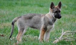 Family raised with love. Imported bloodline with strong bones, calm temperaments with lots of energy. Excellent for companion, security or working dogs. Our Shepherds are registered with AKC and OFA certified on both parents. Our puppies were born on July