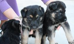 AKC German Shepherd Puppies For Sale.
Born Febuary 1, 2011.
Six females available.
Parents on site.