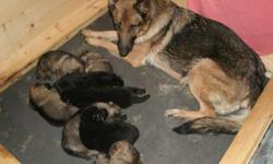 Home raised pups 2 Sable females, 1 Sable male & 3 Black & Tan males. Wormed twice & first shots.
We have raised German Shepherds for over 20 years. We still have the grandfather of this litter also their Aunt & full sister. The mother is Crissa vom