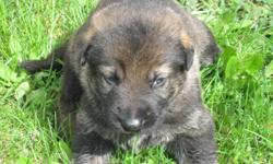 AKC German Shepherd puppy, male, born 4/8/2011, vet checked, first shots and dewormed, with papers and health certificate