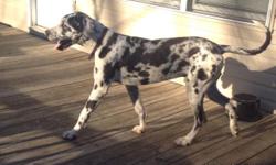 We have a beautiful Harliquin male Great dane for sale he is 10 months old, stays inside and loves outside.Great with kids Text or call 606-875-3089