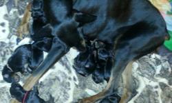 AKC Full Breed Hungarian Dobermans for sale $600.00 males & $500.00 females. Litter born on May 17,2014. The puppies will be ready to go home.&nbsp;One Male and&nbsp;4 Females. All are black on rust. Tails docked and dew claws removed. Mother on premises.