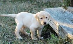 AKC Yellow Lab puppies 3 females left 9 weeks old
GRAND MA'S TIRED REDUCED PRICE TO SALE