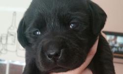 4 weeks old, one black male one yellow female left! Dew claws removed, will be ready by Easter. AKC registered.