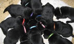 AKC Labrador puppies
$700 - $800
time to come choose
White Grandmother on site
Silver Mom on site
Yellow Dad
11 puppies All Black
-8 Males
-2 Females
-- Runt female SOLD
Visit Website at bottom of picture
Nanni's Baby's Facebook
Choose your pup
--1/2 down