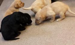 Lab pups for sale to approved homes. Veterinarian owned and bred. American field champion lines. Sire is a medal winning police dog. He rescued 2 girls last summer, he responded to the 2013 Boston Marathon. We have blacks and yellows, one chocolate. Males