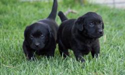 Black puppies out of International Champion parents! 23 AKC champions and 13 hunt titles in their five generation pedigree! These puppies have it all! They will have nice blocky heads, be outstanding in conformation, temperament, soundness and hunting