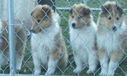 Feel free to visit our website at http://c.websiteanimal.com or contact us at 1-719-568-1400 or email us at jcumulus77@aol.com Normal-Eyed AKC Limited Rough Collie Puppies(similar&nbsp;look to&nbsp;Lassie)...champion-line...sable and white. &nbsp;The