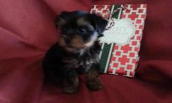 Akc yorkie male puppies available to go home Christmas Eve. 1st shots, wormed, and health certificates. $700 and $800. Call 561-790-5180 and leave message. Email is gloriaoasis7@aol.com