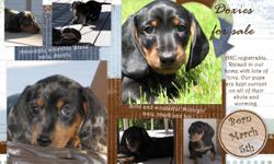 AKC Miniature dachshunds for sale. These adorable doxie puppies were born on March 5th and will be ready to go home with you after May 1st. Amazingly adorable 'Blaze', male dapple $850; Bold and wonderful 'Midnight', male black and tan $550.
All pups are