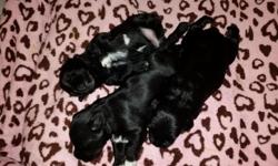 AKC Registered Miniature Schnauzer puppies. Born March 1st, two females and one male. Father is black and mother is parti-colored. Dew claws removed and tails docked. Asking $700 for the male and $750 for a female. They will be ready to be re-homed at 8