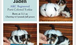 Jaden was born 9/29/12 at 3.1oz and is charting to be only 4-4.5 pounds full grown. Jaden is rare purebred, AKC registered Parti Yorkie and comes from Champion Crown Ridge Bloodlines! His parents are Romeo and Juliette who are also AKC Registered, DNA