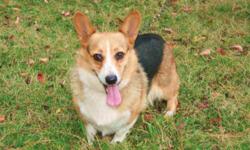AKC, ACA, APRI, Pembroke Welsh Corgi, Female Blk Tri, $50. Born 1-28-2002, Very Sweet & Loving Dog. Current Shots & Worming. Too Old for Breeding. Call 404-766-0875 or Email deanna@boydactionphotography.com NO DELIVERY MUST PICKUP MENA, ARKANSAS