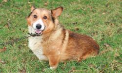 AKC, ACA, APRI, Pembroke Welsh Corgi, Adult Female, Blk Tri, $50 EA, Born 1-28-2002. Current Shots & Worming, Needs a Loving Home, Very Sweet & Loving Dog. Too Old for Breeding. Call 404-766-0875 or Email deanna@boydactionphotography.com NO DELIVERY MUST