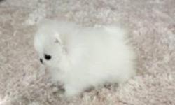 Two adorable white Teacup pom puppies. They are super sweet pups and will make great companions. Will come with registration papers, vaccination records and a vet health certificate. We also offer a health guarantee.please for more information and pics do